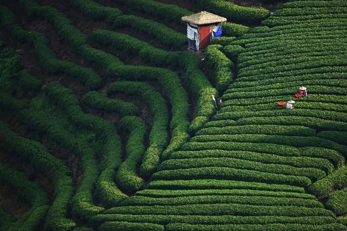 廣西賀州：20多萬畝茶園進入秋茶采摘期