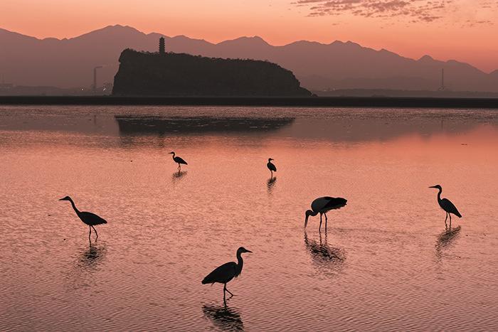 江西鄱陽(yáng)湖鞋山水域迎候鳥遷徙高峰