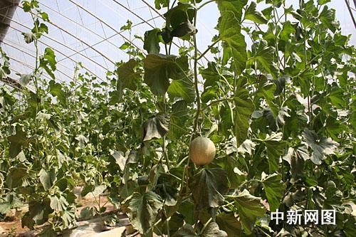 鄂爾多斯市推進(jìn)城郊“菜籃子”工程,讓居民吃上“放心菜”。圖為十二連城鄉(xiāng)大棚內(nèi)的綠色有機(jī)蔬菜。