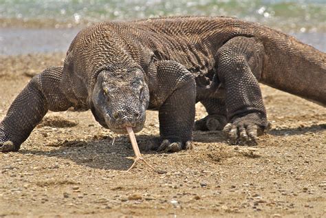  Drago di Komodo: Un Rettile Gigante che Sprofonda le Sue Denti in un Banchetto Di Carogne!