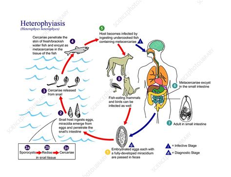  Heterophyes! Un Parassita Intestinale Con Una Vita Avventurosa Che Inizia Dalle Conchiglie