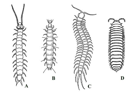 Isolepis! A Myriapod Whose Many Legs Lead It Through the World of Decay!