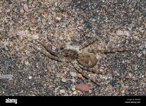  Lycosidae:  Un'araba di otto zampe che tesse trappole invisibili!