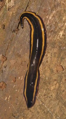 Marineoscolex! A Tiny Flatworm With Enormous Regenerative Abilities