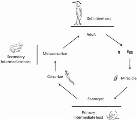  Neodermites: Un piccolo parassita dal ciclo di vita incredibilmente complesso!