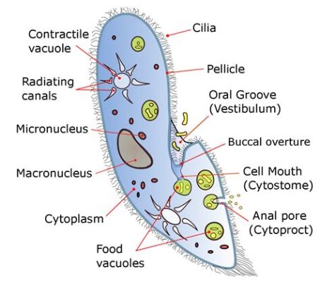  Paramecio: Un Microscopic Champion di Nuotamento che Scombussola le Norme della Locomozione!