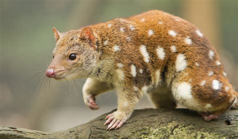  Queensland Quoll! A Tiny Tasmanian Terror with a Voracious Appetite for Invertebrates