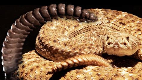  Rattlesnake! Il Serpiente Sonoro che Fa Tremare la Terra con il Suo Soffio