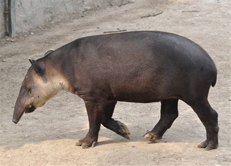  Tapiro: Un gigante gentile che ama nuotare e si nutre di foglie!