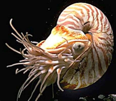  Vongola! Scopri le curiosità su questo mollusco dal guscio resistente che vive in colonie fitte