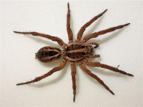 Wolf Spider: Un piccolo predatore silenzioso con otto occhi affascinanti che si muove con grazia e precisione!