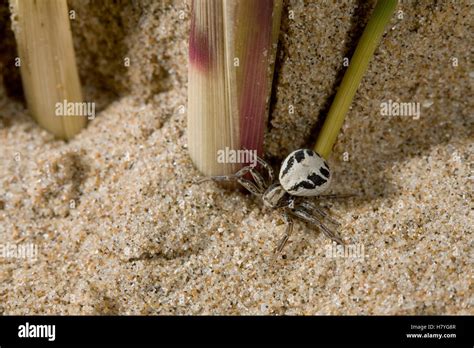  Xysticus! Scopri questo Ragno Tesore che Ti Farà Dimenticare le Tende di seta