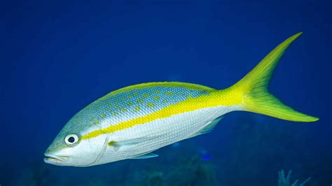  Yellowtail! Il pesce dal colore giallo brillante e la natura affascinantemente sociale