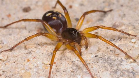  Zodariidae: Una Famiglia di Ragni che si Nascondono con un Silenzio Assordante!