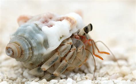  Hermit Crab: A Curious Case of Portable Housing and Adorable Awkwardness!