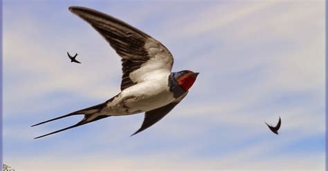  Hirondelle: Conosci Questo Piccolo Migratore dai Colori Vivaci che Trascorre le Sue Giorni Travolgendo gli Insetti con una Maestria Incantevole?