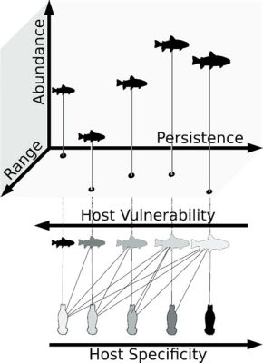  Japonocotyla _un parassita di gran lunga trascurato, pronto a sfruttare la fragilità di un pesce innocente?_