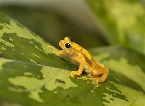  Kihansi Spray Toad: This Small Amphibian Thrives in a Waterfall Oasis Despite Its Unusual Diet!