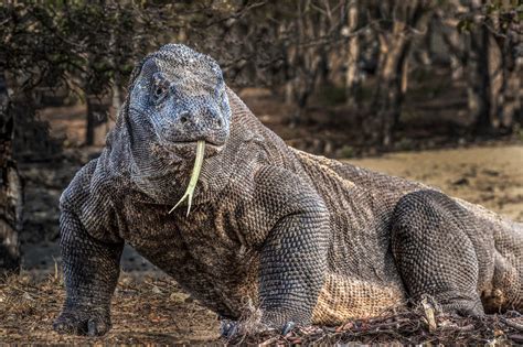  Komodo: Un Lucertolone Gigante che Sogni di Essere il Re della Giungla!