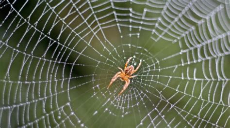   Orbitela! Una Piccola Ragnatela Che Tessera Trappole Invisibili Per I Suoi Pasti 