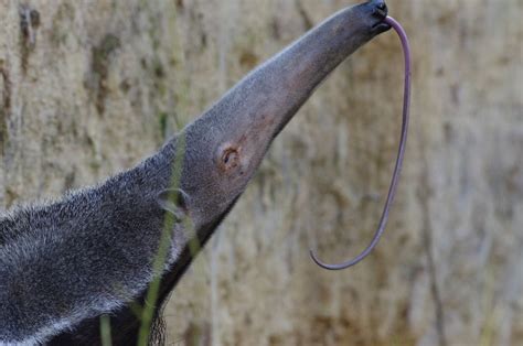  Tamandua! Uno Scintillante Maestro di Formiche con una Lingua Incredibilmente Lunga per Spizzare i Termiti