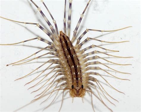  The Thousand-Legged Tramp: Unraveling the Fascinating World of the Theatrically Striped Centipede!