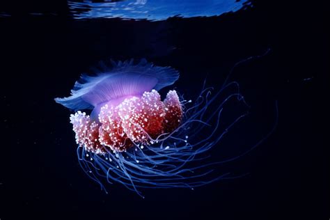  Tubularia: Un animale marino bioluminescente che brilla come una gemma preziosa nella notte profonda!