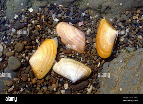  Wedge Clam: A Curious Bivalve Living the Life of a Filter-Feeding Beachcomber!