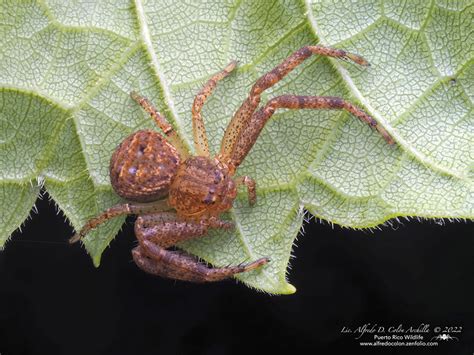  Xysticus! Un Ragno Con Una Fame Incessante e Un Talento per l'Arrampicata