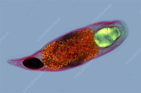   Zethesomatum! Il Turbellaria Con Una Tentazione Per La Luce E Un Amore Per Le Creature Marine