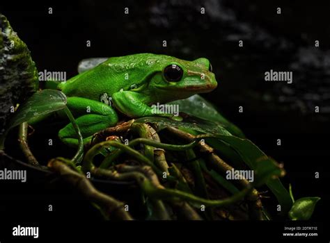   Zhangixalus zhangi! Un'incredibile rana dal corpo verde smeraldo e occhi che brillano come gemme dorate