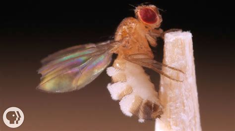 Zombie Fly! Discover This Mind-Controlling Parasite With A Thirst For The Extraordinary.